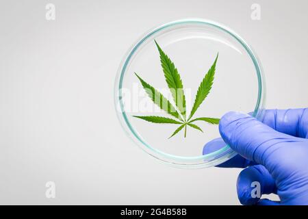 Marijuana cannabis leaf on a white background in a petri dish. Medicinal plant containing narcotic substances Stock Photo