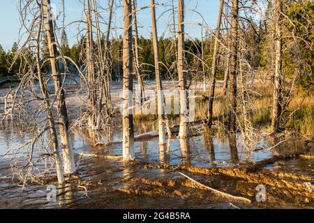 Dead trees in the hot mineral waters of Lower Geyser Basin, Yellowstone National Park, Wyoming, USA Stock Photo
