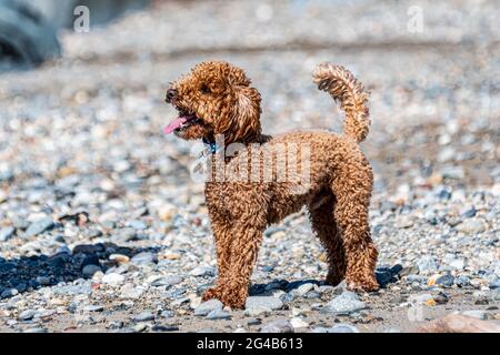 A miniature Australian labradoodle in apricot colour playing on a beach. Stock Photo