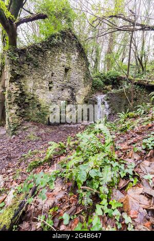 Remains of a ruined corn mill, Cwm Nash, Blaen y Cwm Nature Reserve near Monknash, Wales, UK Stock Photo