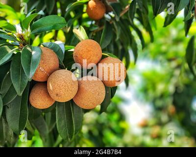 saporta frut Stock Photo