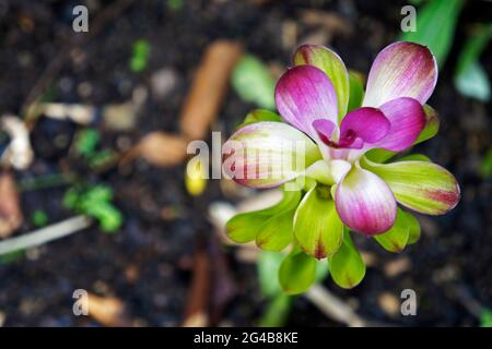 Zedoary or turmeric flower (Curcuma phaeocaulis) Stock Photo