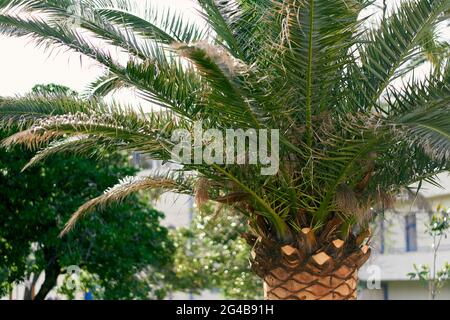 Spreading date palm on the background of the house Stock Photo
