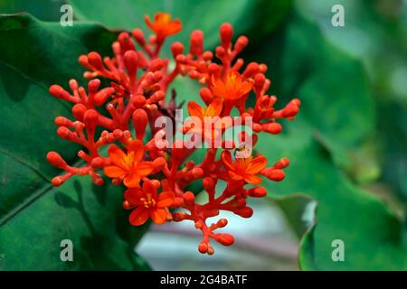 Buddha belly plant flowers (Jatropha podagrica) Stock Photo