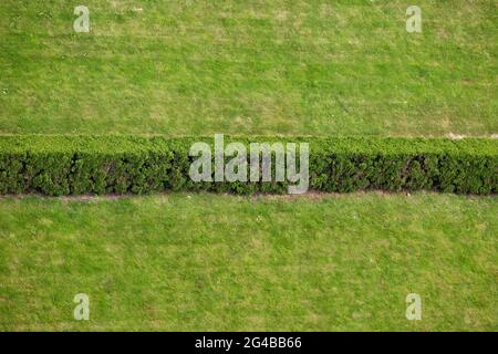 Green grass background, freshly cut lawn separated in half by the hedgerow Stock Photo