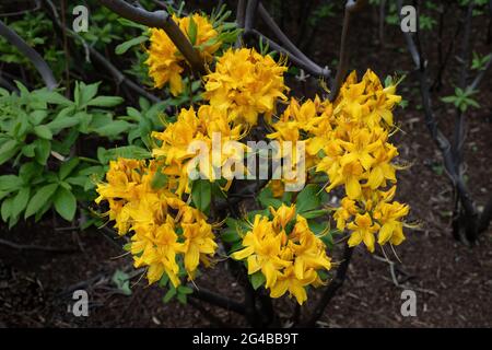 Rhododendron Luteum Sweet, Yellow Azalea or Honeysuckle Azalea blooming flowers, family: Ericaceae Stock Photo