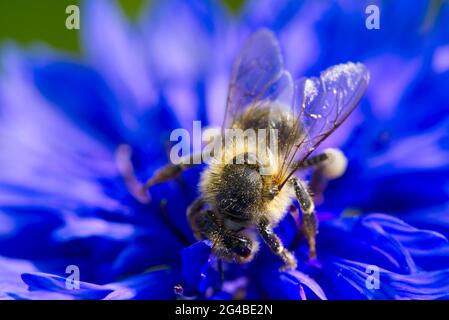 Bee collects pollen from a cornflower. blue cornflower with bee, close up on natural background Stock Photo