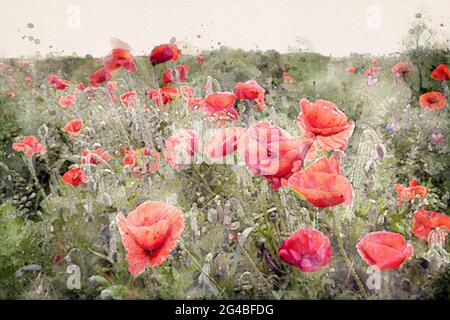 Field of red poppies. Aquarelle, watercolor illustration. Stock Photo