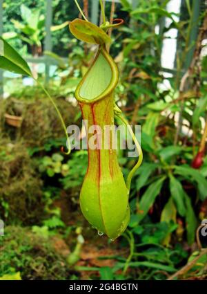 Nepenthes, carnivorous plant, insectivorous plant, Brazil Stock Photo