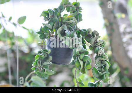 Hoya carnosa compacta,Hoya Compacta plant Stock Photo