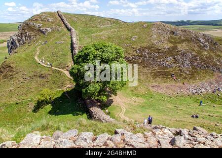 View from above of Sycamore Gap the iconic view of a single Sycamore tree on the Hadrian's Wall long distance footpath national trail Northumberland Stock Photo