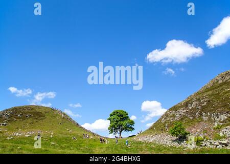 Sycamore Gap the iconic view of a single Sycamore tree on the Hadrian's Wall long distance footpath national trail Northumberland England UK Stock Photo