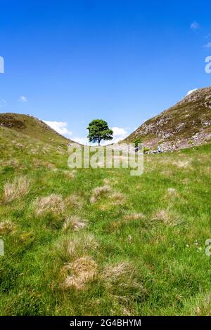 Sycamore Gap the iconic view of a single Sycamore tree on the Hadrian's Wall long distance footpath national trail Northumberland England UK Stock Photo