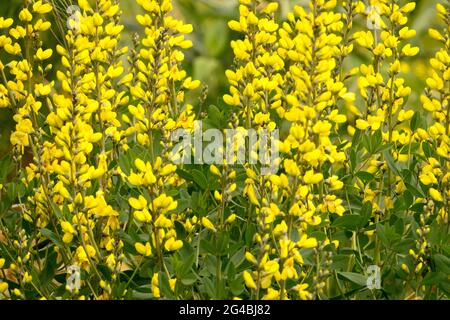 Baptisia sphaerocarpa Yellow wild indigo flowers Stock Photo