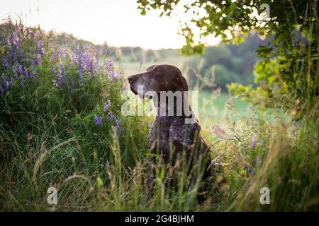 Deutsch Kurzhaar (German Shorthaired Pointer) Stock Photo