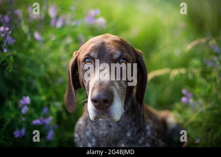 Deutsch Kurzhaar (German Shorthaired Pointer) Stock Photo