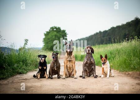 Five dogs, Austrian Pinscher, Pit Bull Mix, Malinois, German Shorthaired Pointer, Foxterrier Stock Photo