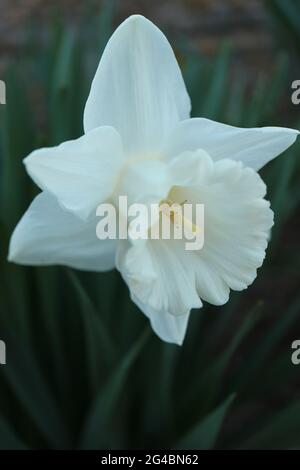 White Narcissus with delicate petals and  green leaves , Narcissus  in the garden, White spring flowers macro,  White daffodil, beauty in nature Stock Photo