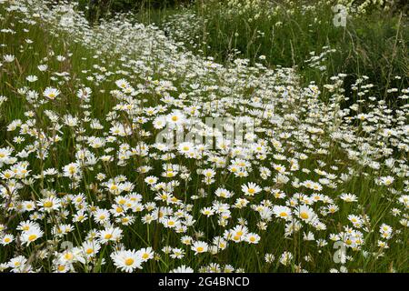 Giant Daisy Meadow Stock Photo