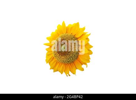 Beautiful sunflower isolated on white background Stock Photo