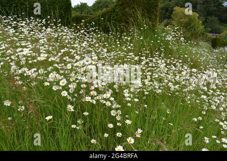 Giant Daisy Meadow Stock Photo