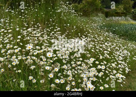 Giant Daisy Meadow Stock Photo