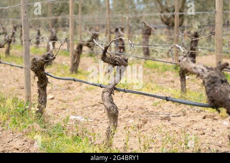 First spring leaves on a trellised vine growing in vineyard. A trellis vineyard irrigated with a drip irrigation system. Bordeaux, France Stock Photo