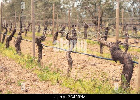 First spring leaves on a trellised vine growing in vineyard. A trellis vineyard irrigated with a drip irrigation system. Bordeaux, France Stock Photo