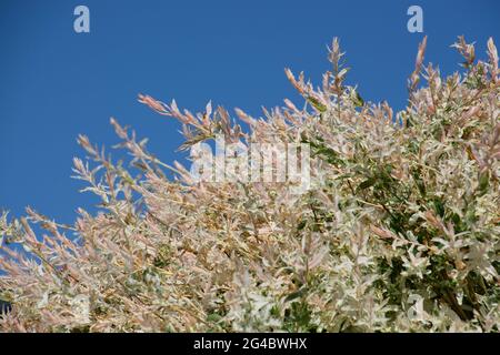 hakuro nishiki or willow shrub at the spring season with new colorful leaves lit by morning sun Stock Photo
