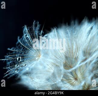 Close-up of dandelion seed with dew drops on black. Stock Photo