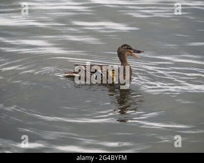 Mother Duck with Two Baby Ducks in Lake Stock Photo