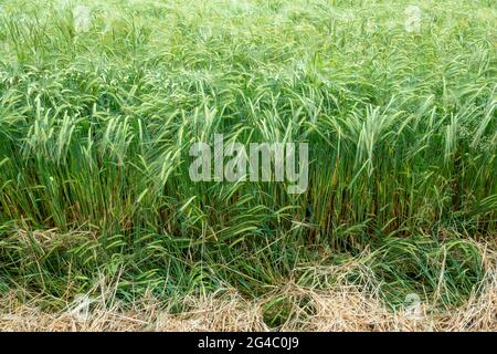 Detail area of a young green two row barley crop in a field Stock Photo