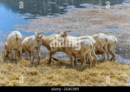 Spring Mountain Sheep - A group of female bighorn sheep grazing at side of Sheep Lakes in Rocky Mountain National Park on a sunny Spring day. CO, USA. Stock Photo