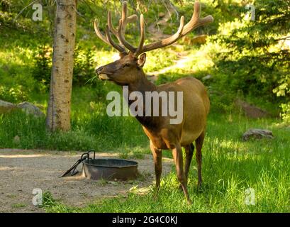 Bull Elk - A big bull elk grazing and wandering in a picnic area on a sunny Spring evening. Rocky Mountain National Park, Colorado, USA. Stock Photo