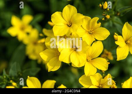 flowering LINUM FLAVUM L. yellow flax Stock Photo