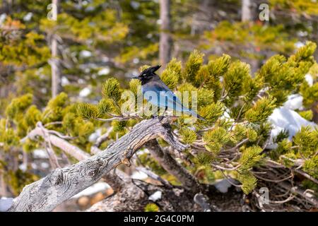 Steller's Jay - A Steller's jay standing on a snow-covered pine branch, against strong mountain wind, in Rocky Mountain National Park. Colorado, USA. Stock Photo