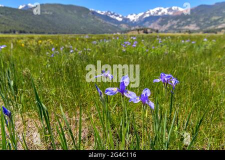 Rocky Mountain Iris - A bunch of fresh blue Rocky Mountain Iris blooming under the bright Spring sunlight at Moraine Park in RMNP, Colorado, USA. Stock Photo