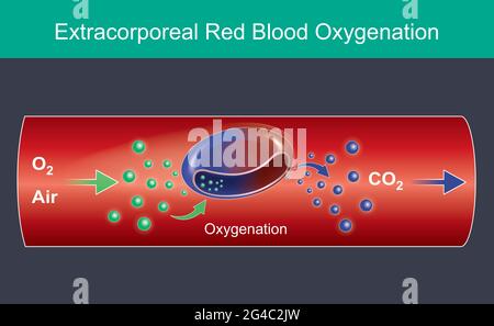 Extracorporeal Red Blood Oxygenation. Illustration for commercial use, About red blood cell received oxygen molecules into the respiratory and heart. Stock Vector