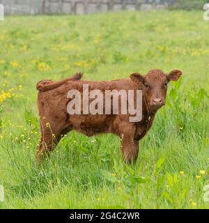 Ruby Devon calf in field Stock Photo - Alamy