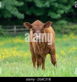 Ruby Devon calf in field Stock Photo - Alamy