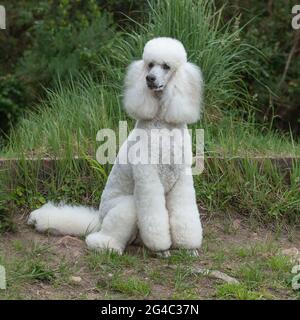 Standard Poodle Dog Stock Photo