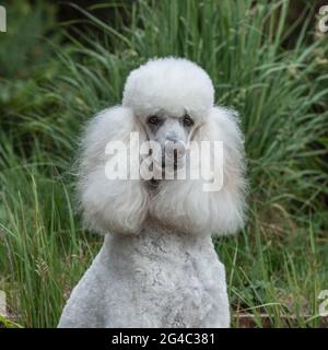 Standard Poodle Dog Stock Photo