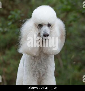 Standard Poodle Dog Stock Photo