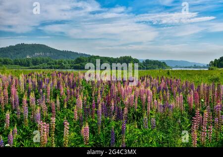 Picturesque summer mountain landscape with meadow of colorful lupine flowers on the bank of river. Bright wild lupins near river - idyllic scenery. Mo Stock Photo