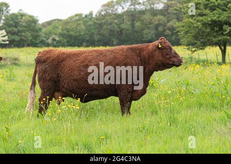 Ruby Devon Cow in field Stock Photo - Alamy
