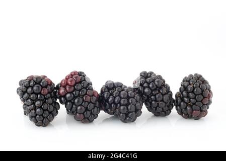 blackberries isolated on white, close up of five fruits, design for copy space or label Stock Photo