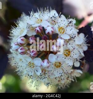 Physocarpus opulifolius ‘Diabolo’ ninebark inflorescence close up Stock Photo