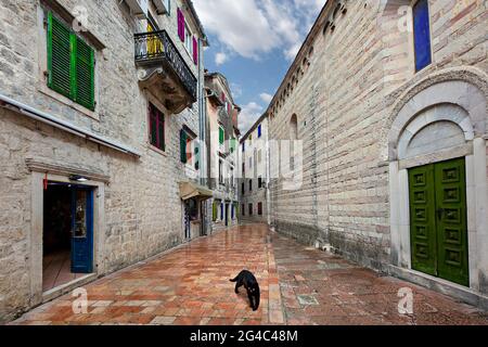 Historic houses with colorful window shutters and a black cat in the narrow street in the old town of Kotor, Montenegro Stock Photo