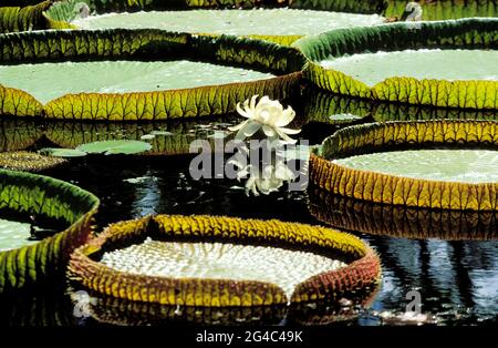 MAURITIUS. JARDIN DES PAMPLEMOUSSES GARDEN Stock Photo