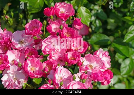 Blooming noble roses in the garden Stock Photo